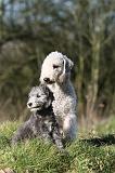 BEDLINGTON TERRIER 241